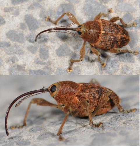 Réf. 31 200 : Curculio glandium