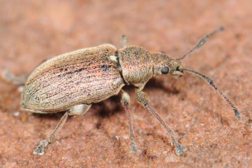 Réf. 31 324 : Phyllobius pyri