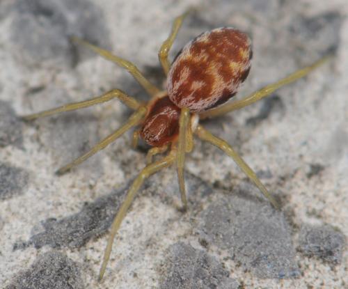 Nigma sp.