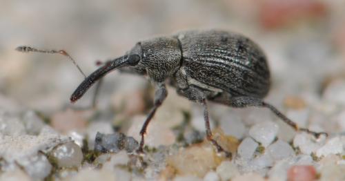 Réf. 31 481 : Anthonomus rubi