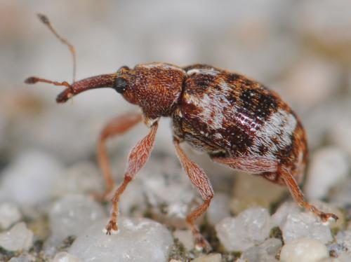 Réf. 31 483 : Anthonomus pedicularius