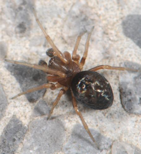 Réf. 31 611 : Dictyna sp.