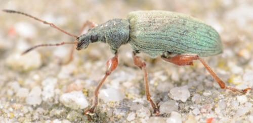 Réf. 31 865 : Phyllobius glaucus