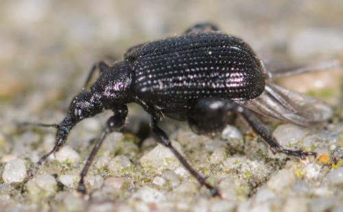 Réf. 31 480 : Deporaus betulae