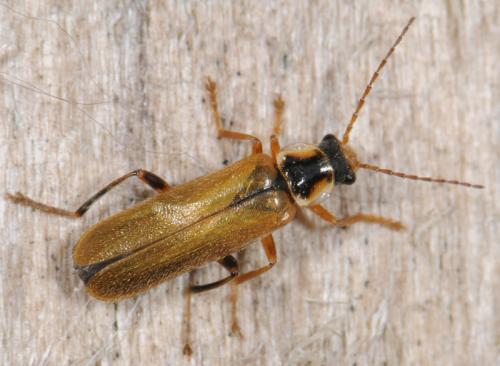 Réf. 31 570 : Cantharis decipiens