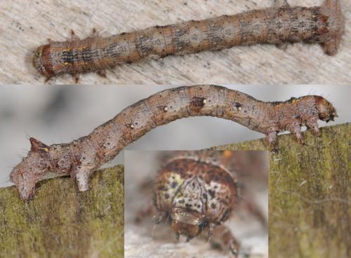 Colotois pennaria
