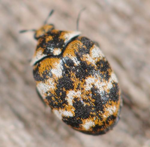 Anthrenus verbasci