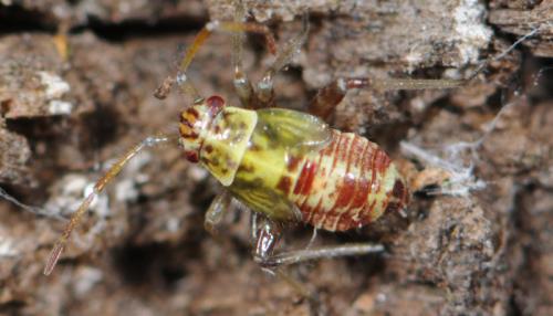 Rhabdomiris striatellus