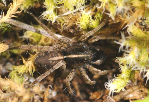 Pardosa sp.