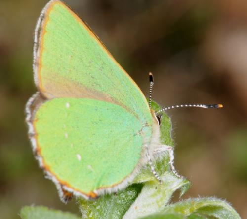 Callophrys rubi
