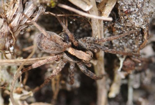 Xerolycosa nemoralis