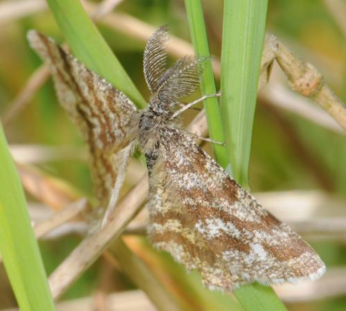 Ematurga atomaria