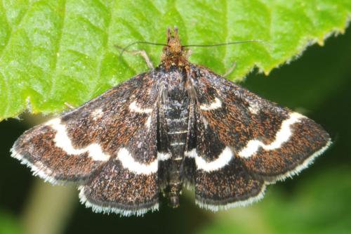 Pyrausta nigrata