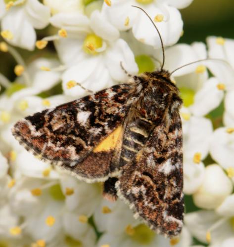 Réf. 31 657 : Anarta myrtilli
