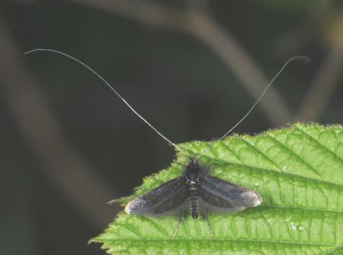 Adela reaumurella