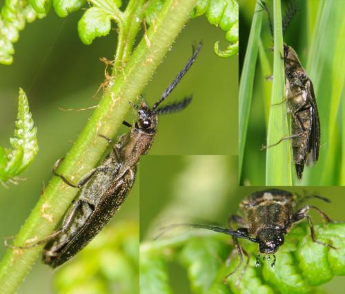 Ctenicera cuprea
