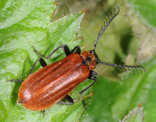 Schizotus pectinicornis