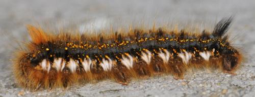 Réf. 31 736 : Euthrix potatoria