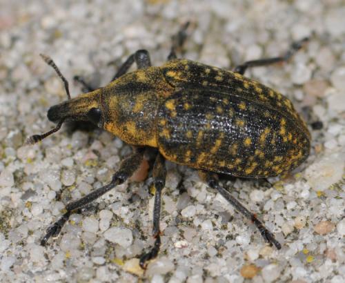 Réf. 31 684 : Larinus turbinatus