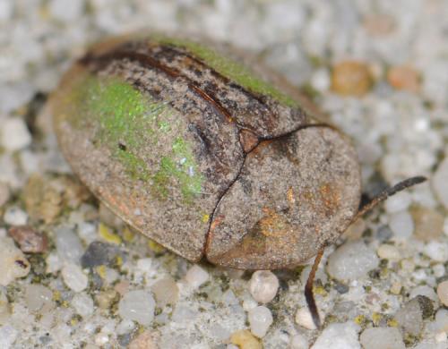 Réf. 31 683 : Cassida sp.