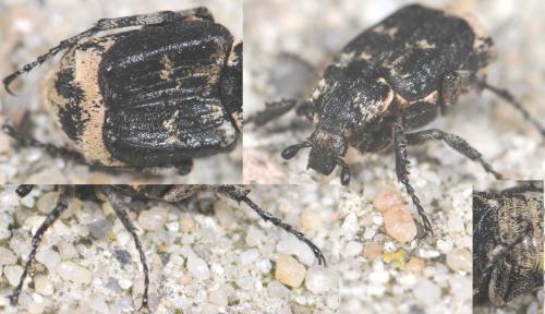 Valgus hemipterus