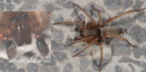 Réf. 31 844 : Clubiona sp.