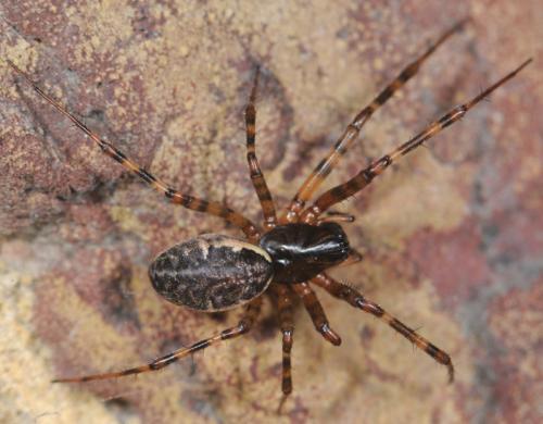 Réf. 31 845 : Neriene montana