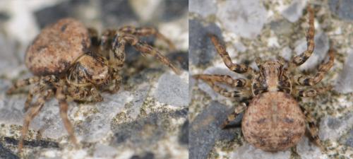 Ozyptila sp.