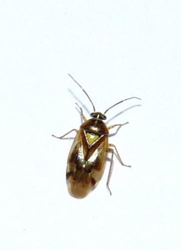 Réf. 31 717 : Orthops sp.