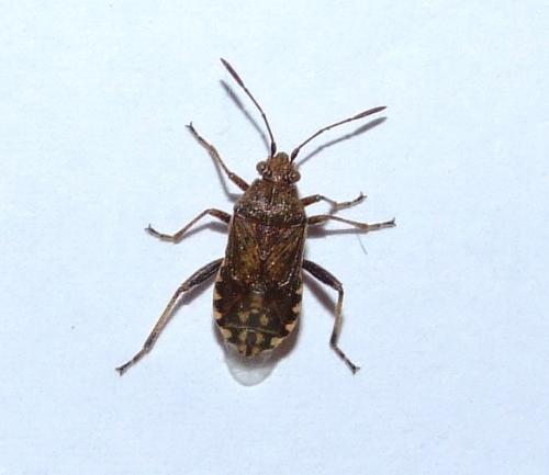 Stictopleurus sp.