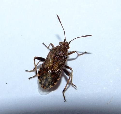 Stictopleurus sp.