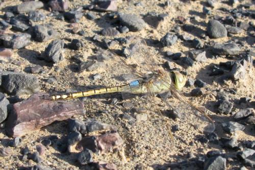 Réf. 31 488 : Anax ephippiger