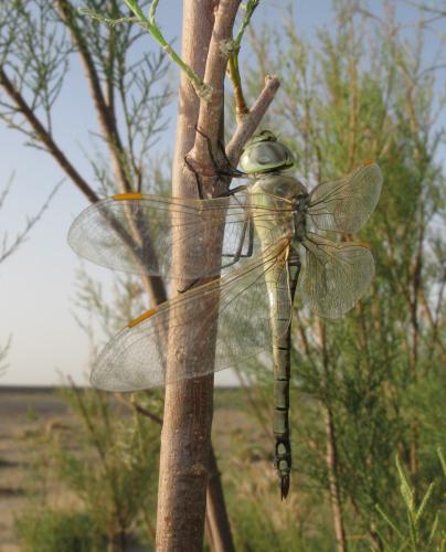 Réf. 31 484 : Anax ephippiger