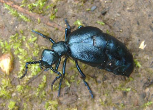 Meloe sp.