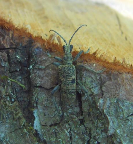 Rhagium mordax