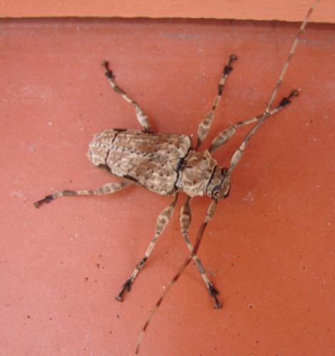 Oreodera glauca glauca