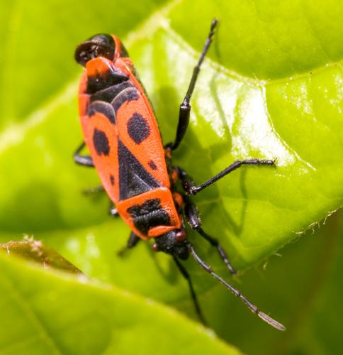 Réf. 31 111 : Pyrrhocoris apterus