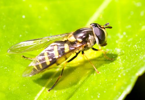 Réf. 31 656 : Dasysyrphus albostriatus