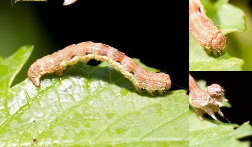 Erannis defoliaria
