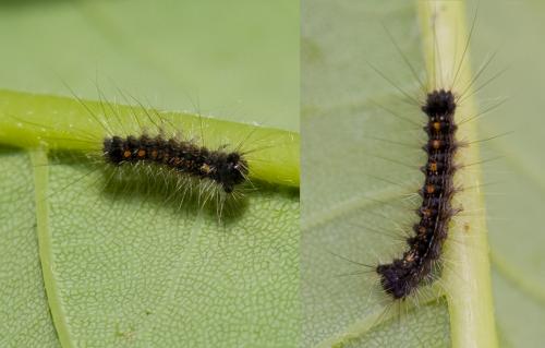 Lymantria dispar