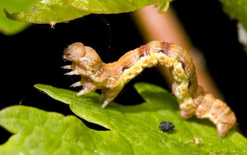 Erannis defoliaria