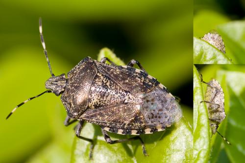 Réf. 31 704 : Rhaphigaster nebulosa