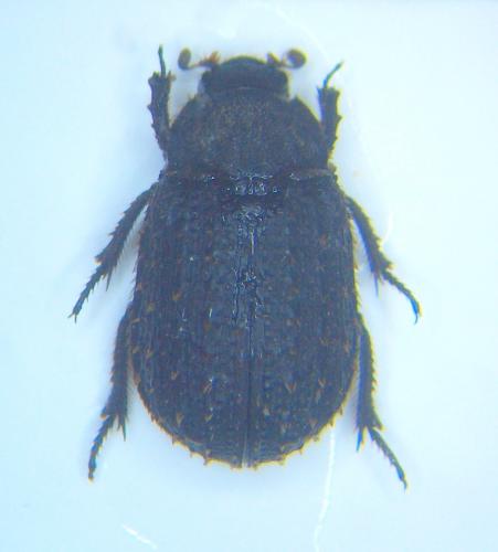 Trox niger