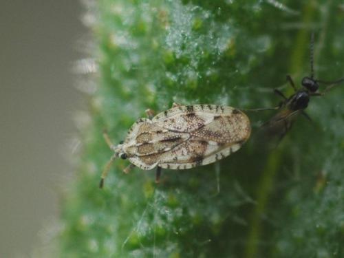 Réf. 31 017 : Tingis cardui