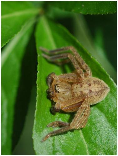 Olios argelasius