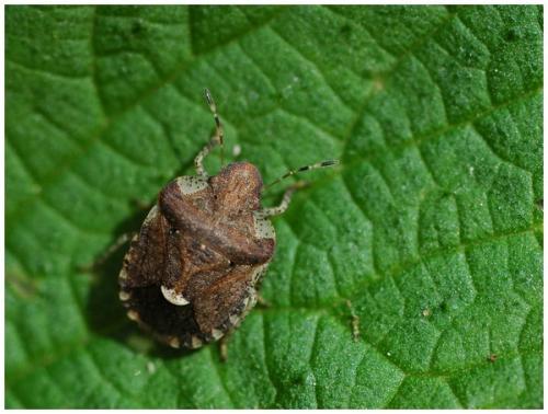 Dyroderes umbraculatus