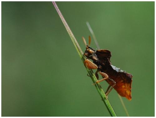 Phymata crassipes