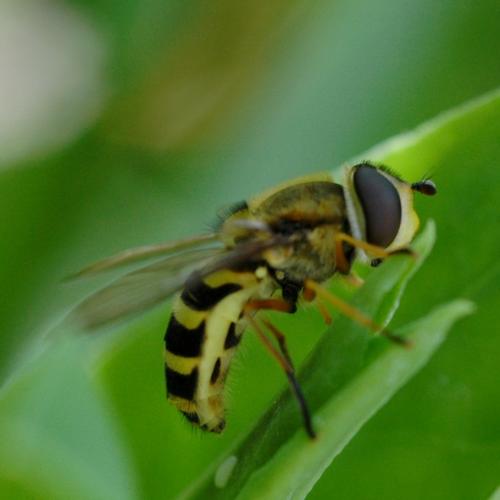 Syrphus ribesii