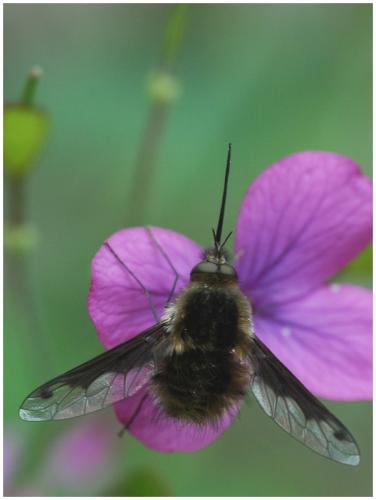 Bombylius fimbriatus