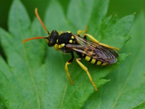 Réf. 31 405 : Nomada (goodeniana-succincta)